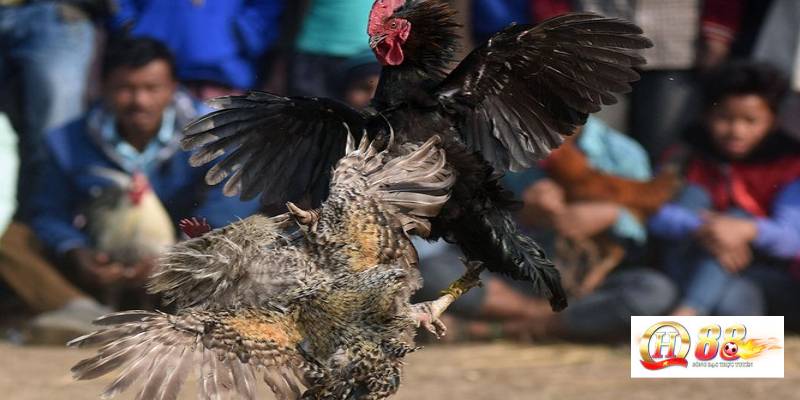 Sử dụng thuốc đá gà làm cuộc chơi trở nên không minh bạch